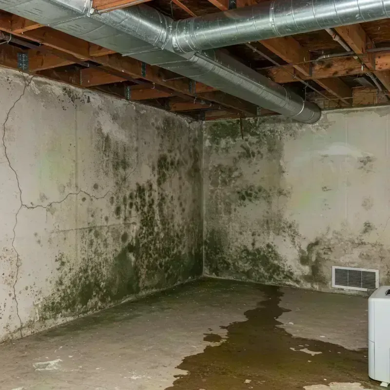 Professional Mold Removal in Lynnwood, WA